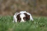 BORDER COLLIE 794